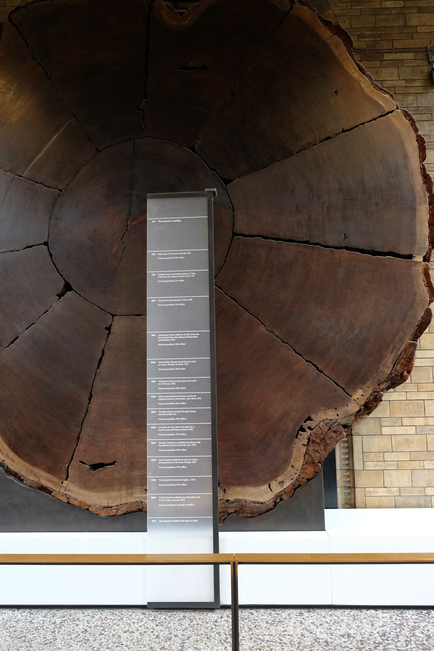 londres natural british museum sequoia